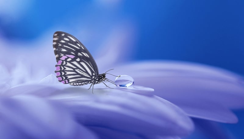 Whimsical Wonderland Image